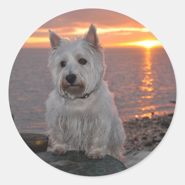 Westie Sunset Runt Klistermärke (Framsida)