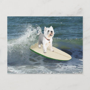Westie Surfar Vykort