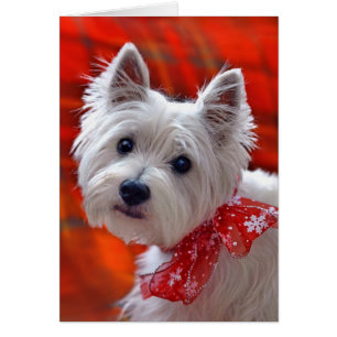 Westie "Take a Bow"-kort för helgdag Hälsningskort