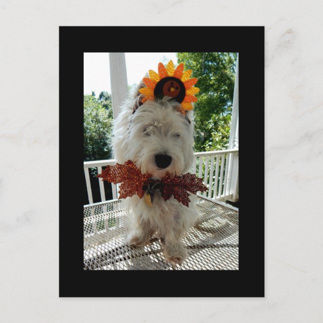 Westie thanksgiving Turkiet Bowtie Helg Vykort (Framsida)