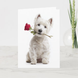 Westie Valentine – Stark kärlek och hängivenhet Kort
