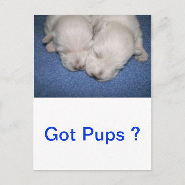 Westie Valps Sleeping Vykort (Framsida)