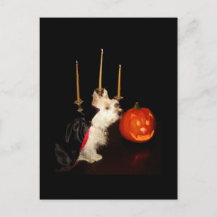 Westie Vampire Dracula Vykort