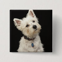 Westie (Väster Highland skräcker) med collar