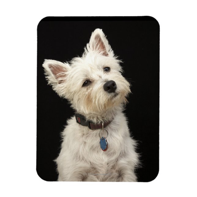 Westie (Väster Highland skräcker) med collar Magnet (Vertikal)