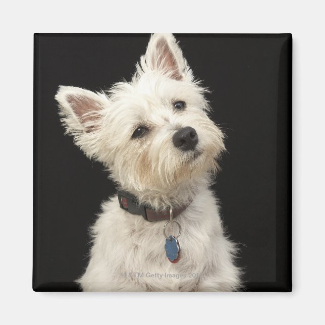 Westie (Väster Highland skräcker) med collar Magnet (Framsidan)