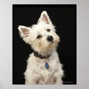 Westie (Väster Highland skräcker) med collar Poster