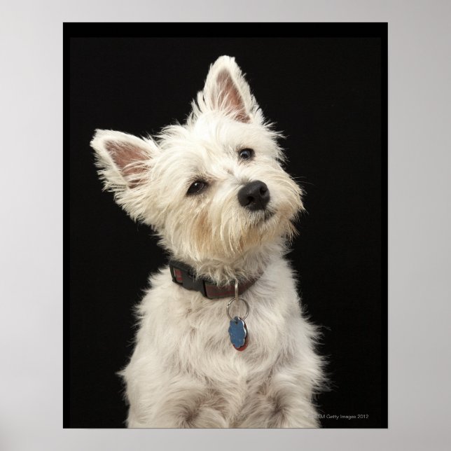 Westie (Väster Highland skräcker) med collar Poster (Framsidan)