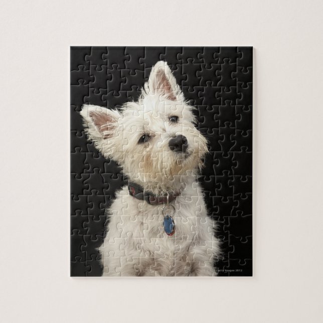 Westie (Väster Highland skräcker) med collar Pussel (Vertikal)