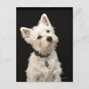 Westie (Väster Highland skräcker) med collar Vykort