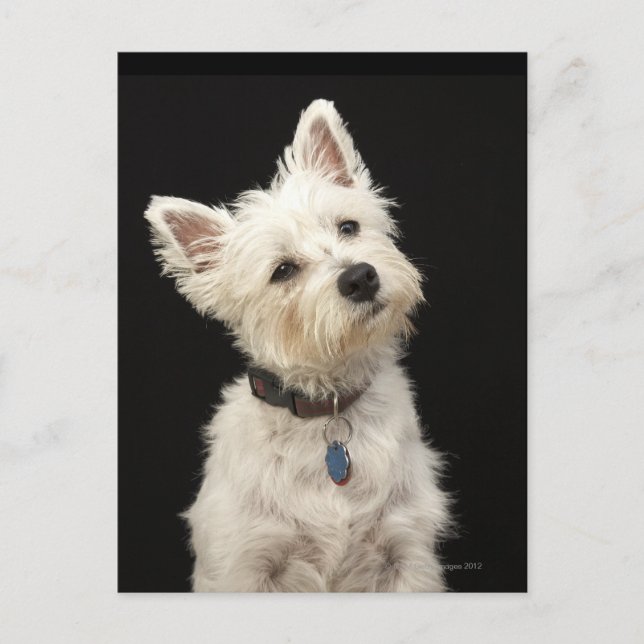 Westie (Väster Highland skräcker) med collar Vykort (Framsida)