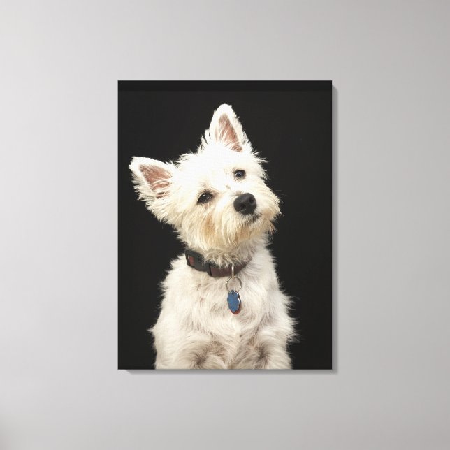 Westie | Väster Highland Terrier Canvastryck (Framsida)