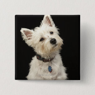 Westie västra höglands- Terrier Knapp