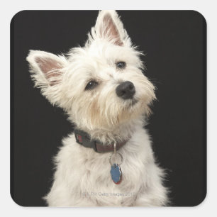 Westie (västra höglands- terrier) med förser me fyrkantigt klistermärke