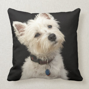 Westie (västra höglands- terrier) med förser me kudde