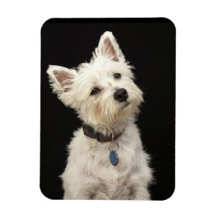 Westie (västra höglands- terrier) med förser me magnet