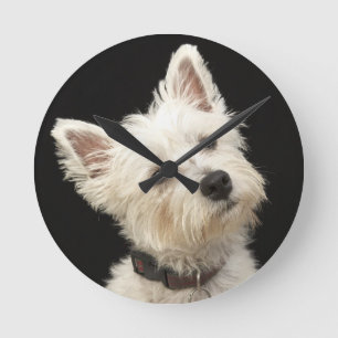 Westie (västra höglands- terrier) med förser me rund klocka