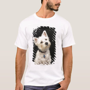 Westie (västra höglands- terrier) med förser me tröja