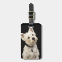 Westie (västra höglands- terrier) med förser med