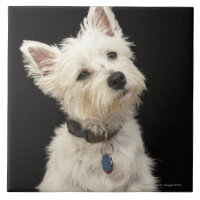 Westie (västra höglands- terrier) med förser med