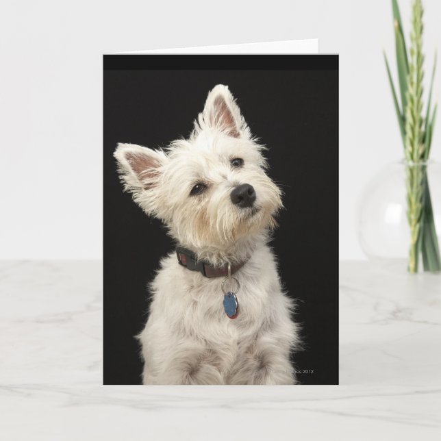 Westie (västra höglands- terrier) med förser med kort (Framsida)