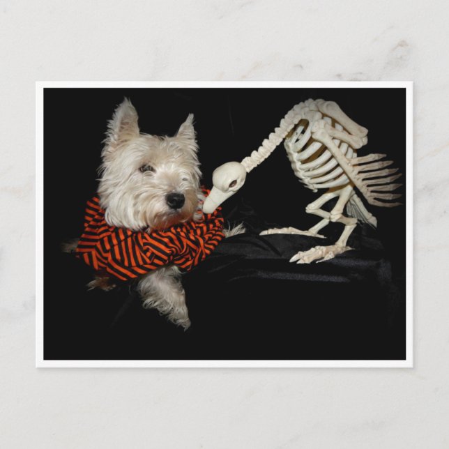 Westie Vculture Skeleton Halloween Vykort (Framsida)