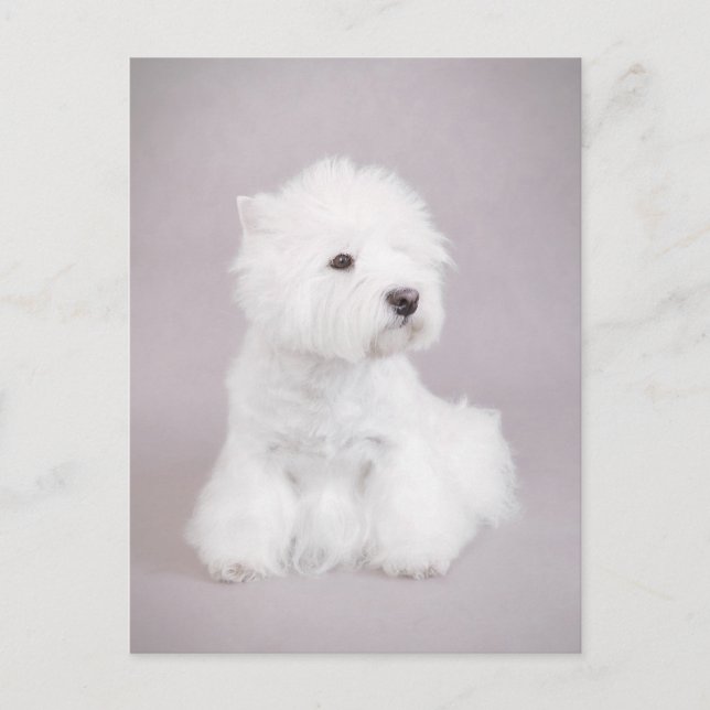 Westie Vykort (Framsida)