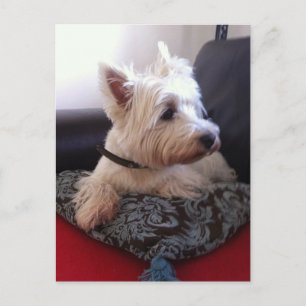Westie-vykort Vykort