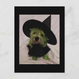 Westie - Wicked Witch of the Westies Vykort