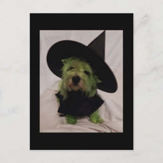 Westie - Wicked Witch of the Westies Vykort