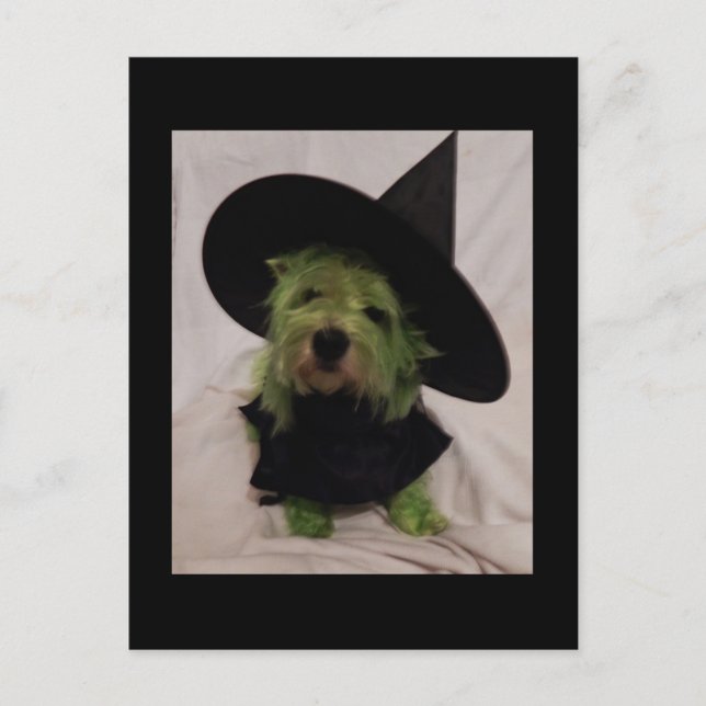 Westie - Wicked Witch of the Westies Vykort (Framsida)