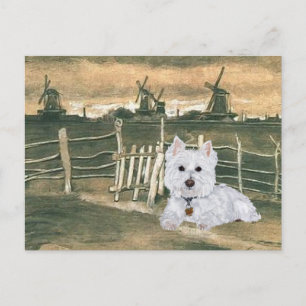 Westie with Windmills Vykort