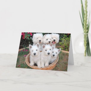 Westies i en korg kort