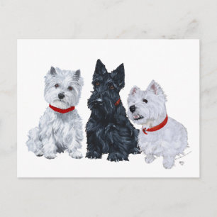 Westies och en Scottie Tillsammans Vykort