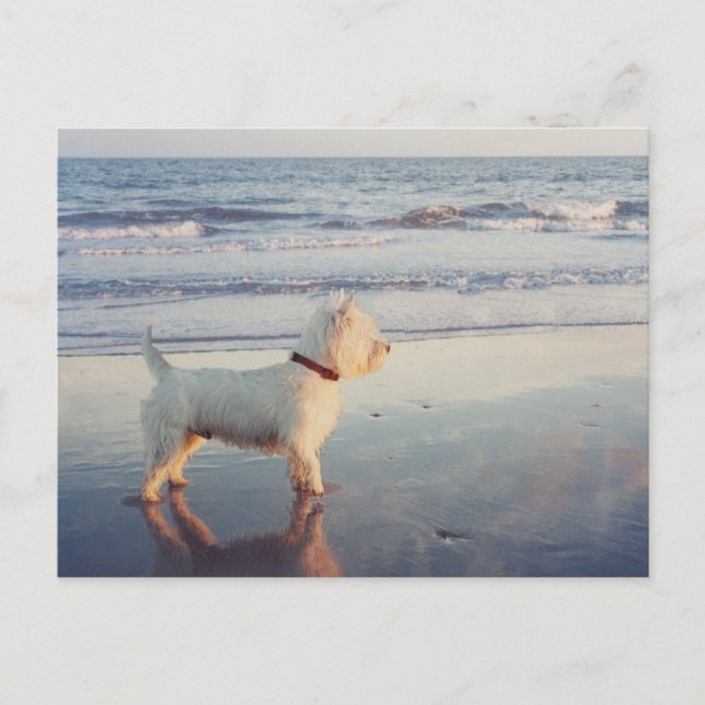 Westies och havet vykort (Framsida)
