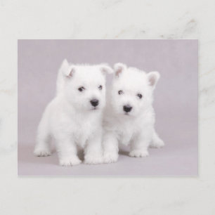 Westies Vykort