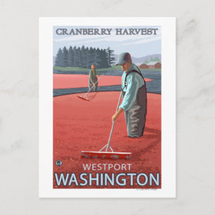 Westport, WashingtonCranberry Bog Harvest Vykort