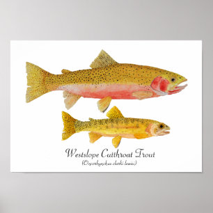 Westslope mordiskt forellkonstverk poster