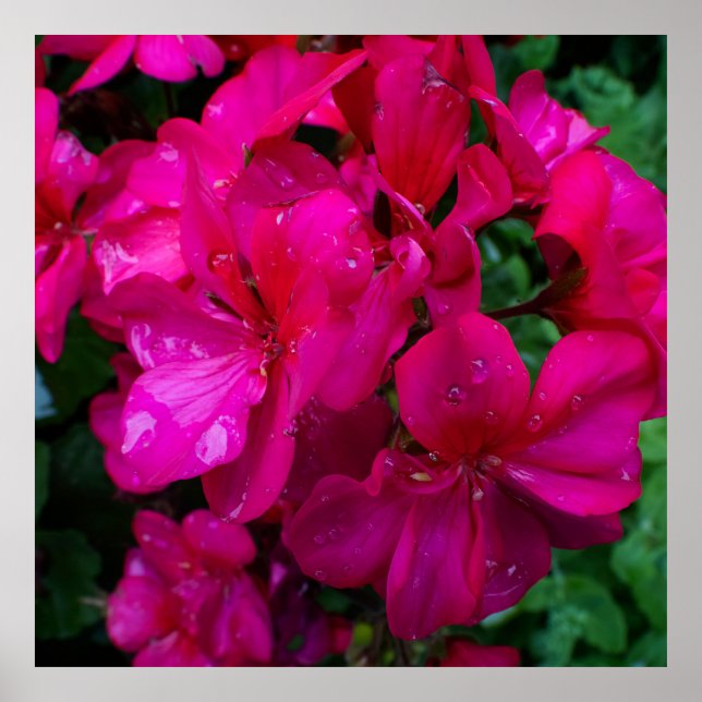 Wet Floral Poster (Framsidan)