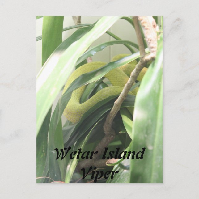 Wetar Island Viper Vykort (Framsida)