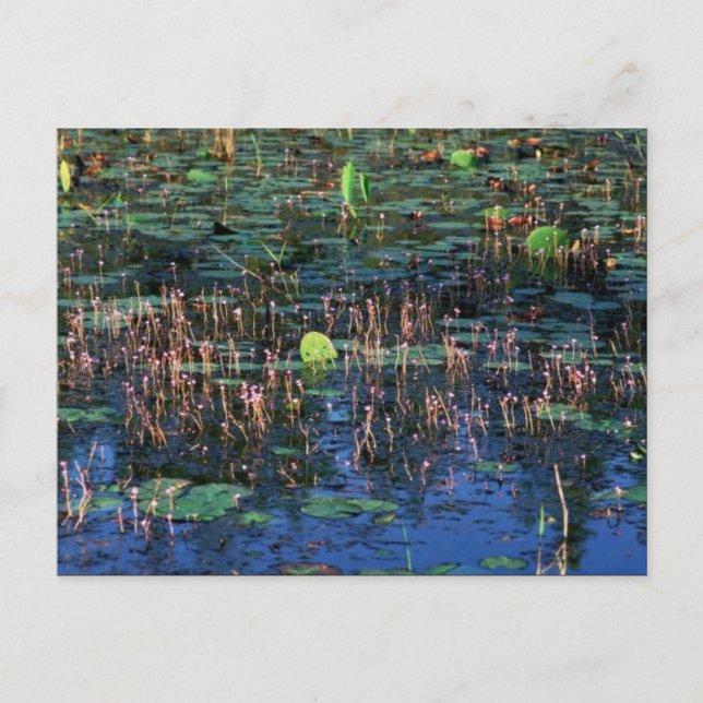 Wetland-anläggningar i Okefenokee National Wildlif Vykort (Framsida)