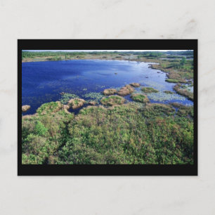 Wetland habitat vid Okefenokee National Wildlife R Vykort
