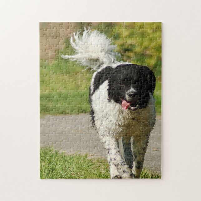 Wetterhoun Hund Pussel. Pussel (Vertikal)