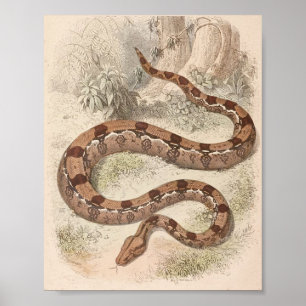 WH-borgare - portfölj för BoaConstrictor Poster