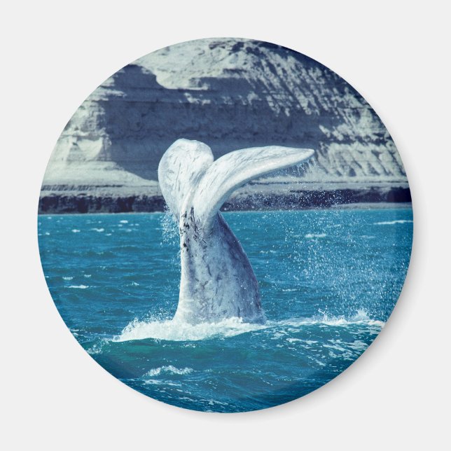 Whale calf tail magnet (Framsidan)