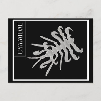 Whale Louse Vykort
