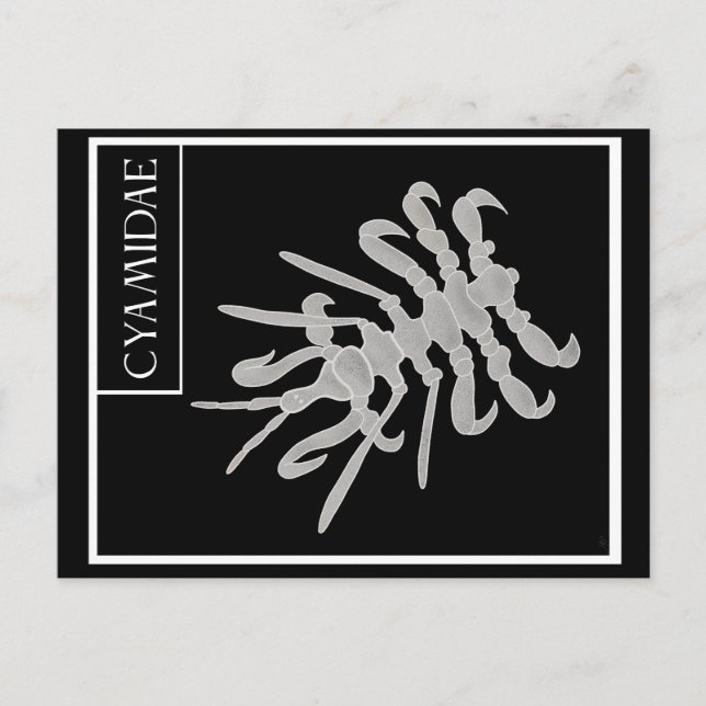 Whale Louse Vykort (Framsida)