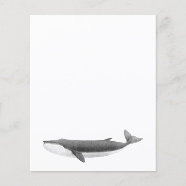 WHALE PAPPRARE LAKAN (Framsida)