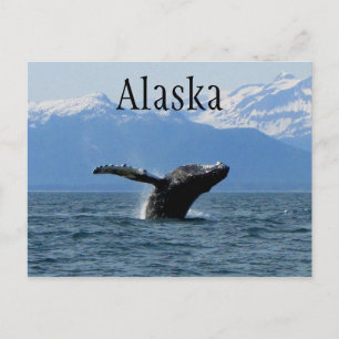 Whale Playtime; Alaska Vykort