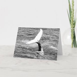 Whale Shakes a Svan Feather födelsedagskort Kort